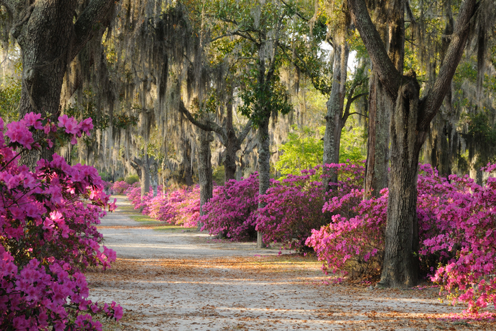 A view of flowers and mossed covered trees in Savannah, GA