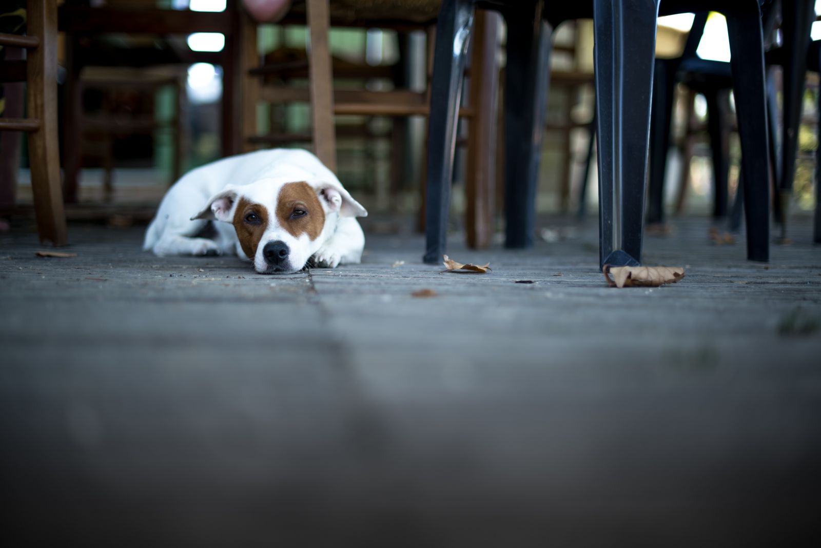 A dog laying on the ground of J Christohpers pet-friendly outdoor patio 