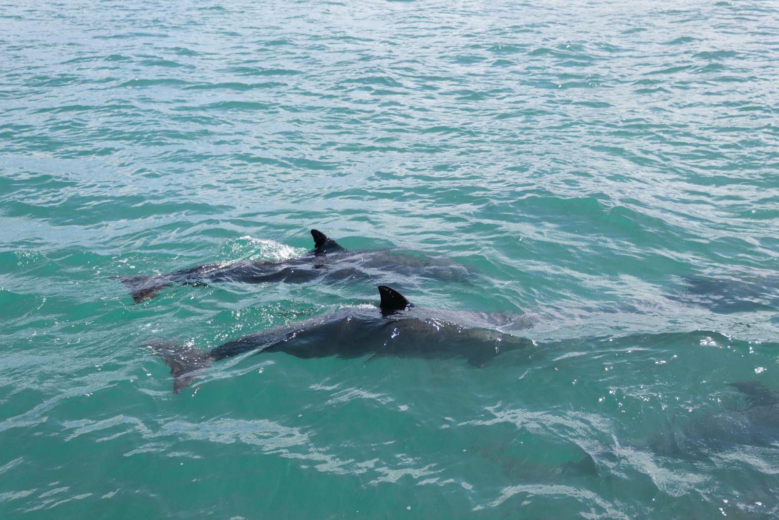 dolphin tour Tybee Island