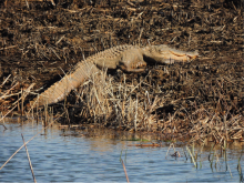 Alligator at Savannah National Wildlife Refuge